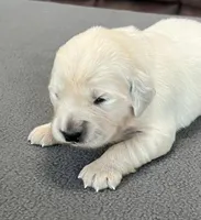 Purple Collar , a female Golden Retriever for sale in Altamont, IL – Photo 7 of 9