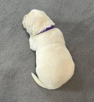 Purple Collar , a female Golden Retriever for sale in Altamont, IL – Photo 9 of 9