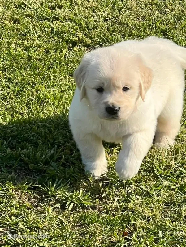 Purple Collar  – Golden Retriever puppy for sale in Altamont, IL