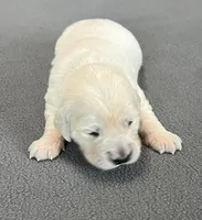 Purple Collar , a female Golden Retriever for sale in Altamont, IL – Photo 5 of 9