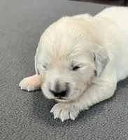 Purple Collar , a female Golden Retriever for sale in Altamont, IL – Photo 8 of 9