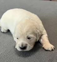 Purple Collar , a female Golden Retriever for sale in Altamont, IL – Photo 6 of 9