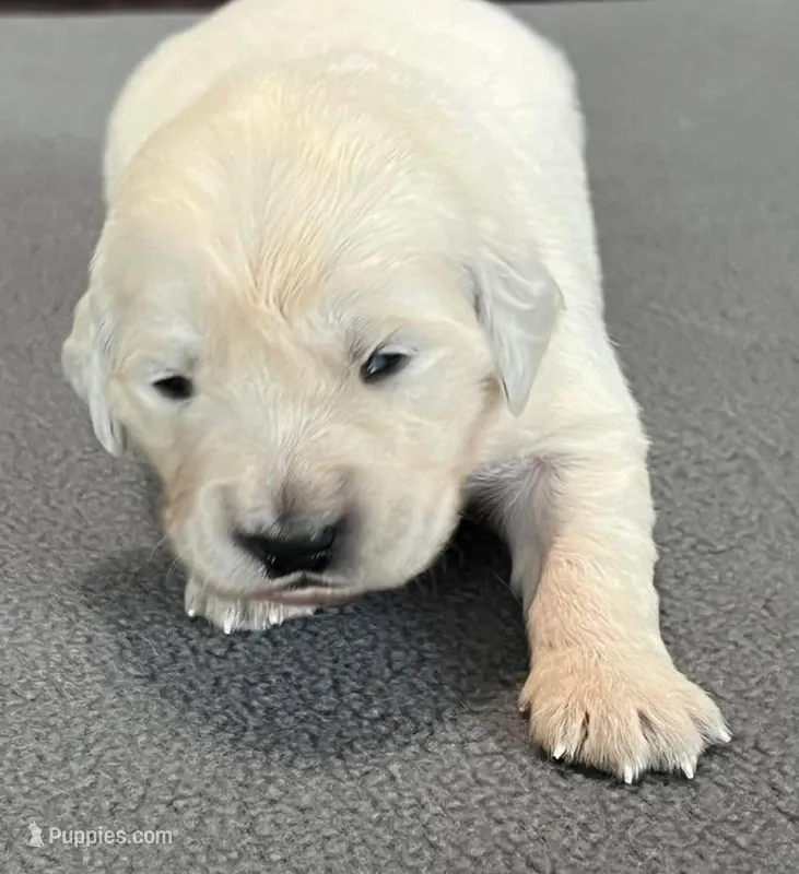 Purple Collar  – Golden Retriever puppy for sale in Altamont, IL