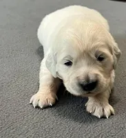 Purple Collar , a female Golden Retriever for sale in Altamont, IL – Photo 4 of 9