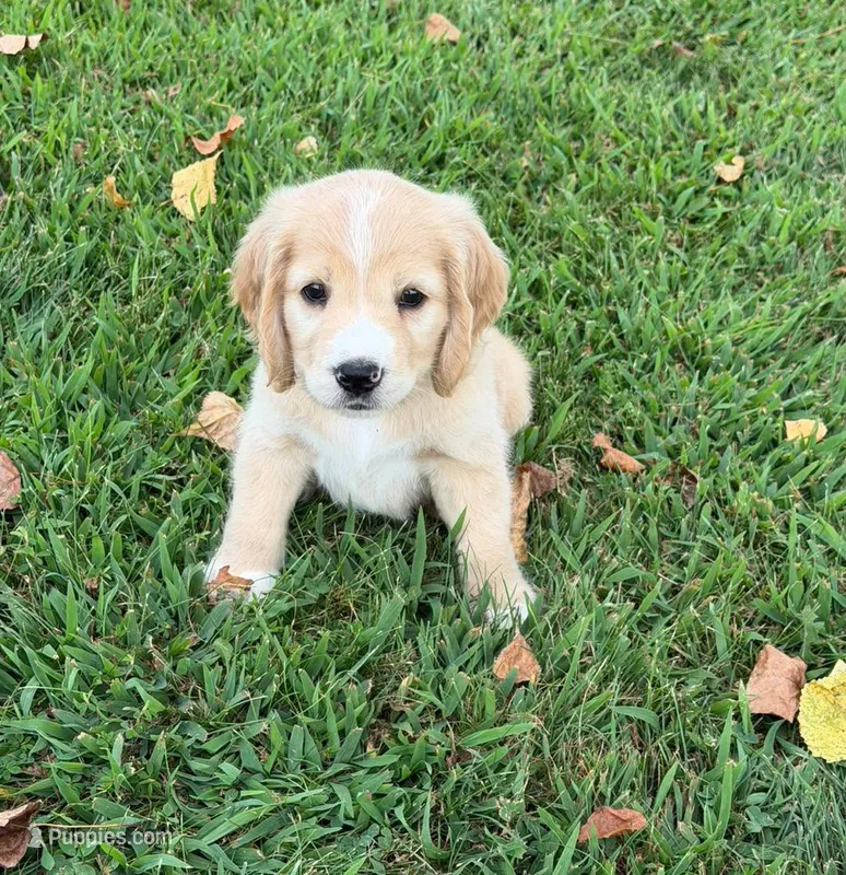 Gray Collar  – Golden Cocker Retriever puppy for sale in Altamont, IL
