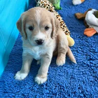 Gray Collar , a male Golden Cocker Retriever for sale in Altamont, IL – 3 of 10