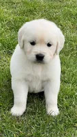 Orange Collar- Tessa X Ruger , a female Golden Retriever for sale in Altamont, IL – 2 of 10