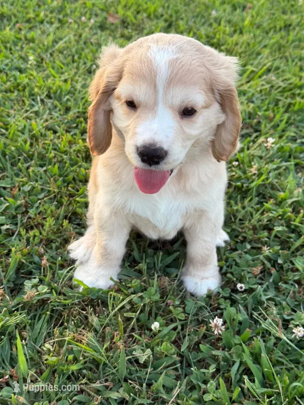 Blue Collar  – Golden Cocker Retriever puppy for sale in Altamont, IL