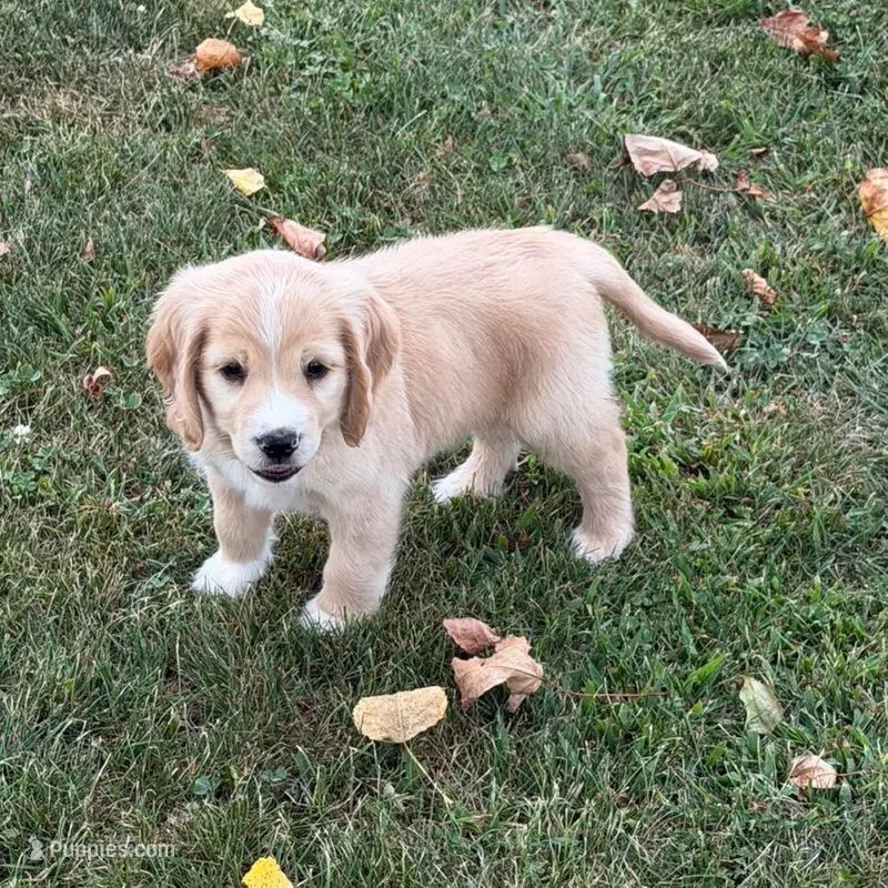 Gray Collar  – Golden Cocker Retriever puppy for sale in Altamont, IL