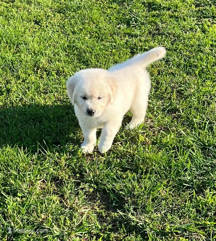 Orange Collar  – Golden Retriever puppy for sale in Altamont, IL