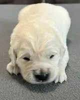 Red Collar , a female Golden Retriever for sale in Altamont, IL – Photo 4 of 10