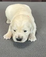 Red Collar , a female Golden Retriever for sale in Altamont, IL – Photo 8 of 10