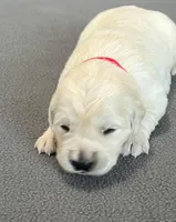 Red Collar , a female Golden Retriever for sale in Altamont, IL – Photo 9 of 10