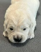 Red Collar , a female Golden Retriever for sale in Altamont, IL – Photo 5 of 10