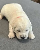 Red Collar , a female Golden Retriever for sale in Altamont, IL – Photo 2 of 10