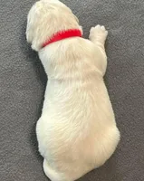 Red Collar , a female Golden Retriever for sale in Altamont, IL – Photo 10 of 10