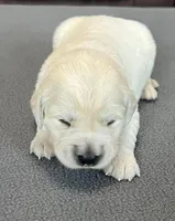 Red Collar , a female Golden Retriever for sale in Altamont, IL – Photo 7 of 10