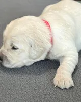 Red Collar , a female Golden Retriever for sale in Altamont, IL – Photo 6 of 10