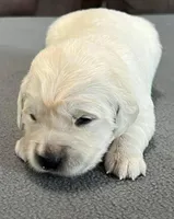 Red Collar , a female Golden Retriever for sale in Altamont, IL – Photo 3 of 10