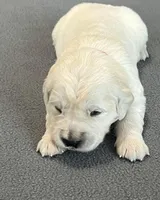 Red Collar , a female Golden Retriever for sale in Altamont, IL – Photo 1 of 10