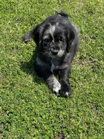 Blue Merle , a male Golden Cocker Retriever for sale in Altamont, IL – 4 of 10