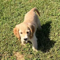 Yellow Collar, a female Golden Cocker Retriever for sale in Altamont, IL – 2 of 10