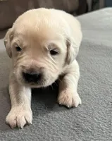 Tessa x Bear Blue Collar, a male Golden Retriever for sale in Altamont, IL – Photo 2 of 5