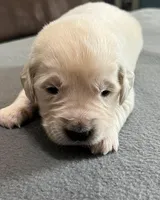 Tessa x Bear Blue Collar, a male Golden Retriever for sale in Altamont, IL – Photo 3 of 5