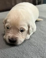 Tessa x Bear Blue Collar, a male Golden Retriever for sale in Altamont, IL – Photo 5 of 5