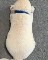 Tessa x Bear Blue Collar, a male Golden Retriever for sale in Altamont, IL – Photo 4 of 5