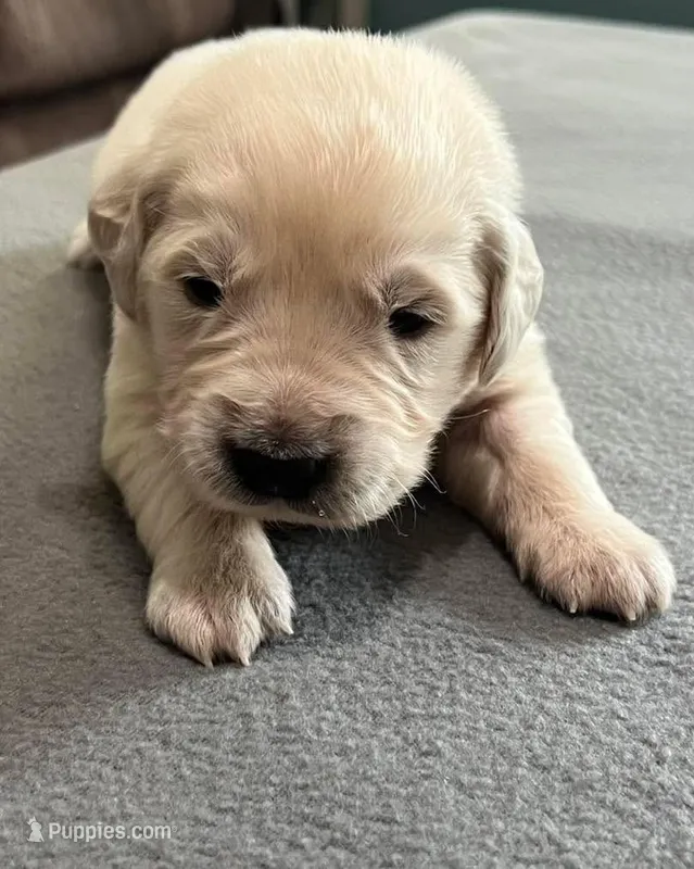 Tessa x Bear Blue Collar – Golden Retriever puppy for sale in Altamont, IL