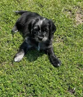 Blue Merle , a male Golden Cocker Retriever for sale in Altamont, IL – 5 of 10
