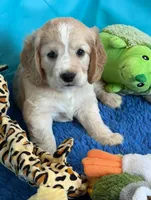 Orange Collar, a female Golden Cocker Retriever for sale in Altamont, IL – 2 of 10
