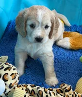 Orange Collar, a female Golden Cocker Retriever for sale in Altamont, IL – 4 of 10
