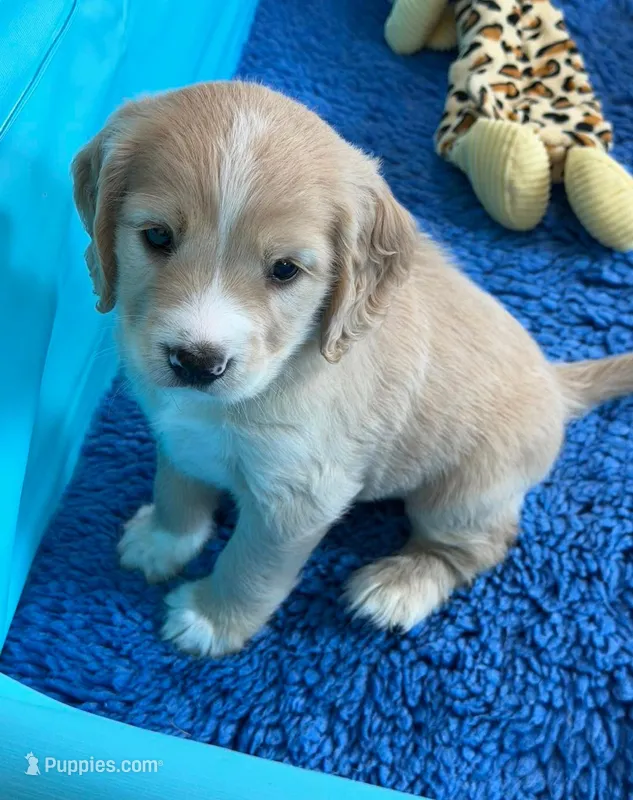 Gray Collar  – Golden Cocker Retriever puppy for sale in Altamont, IL