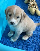 Gray Collar , a male Golden Cocker Retriever for sale in Altamont, IL – 1 of 10
