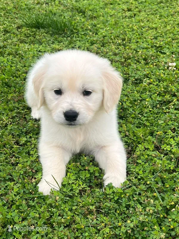 Tessa x Bear Red Collar – Golden Retriever puppy for sale in Altamont, IL