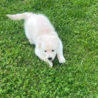 Tessa x Bear Pink Collar, a female Golden Retriever for sale in Altamont, IL – 8 of 10