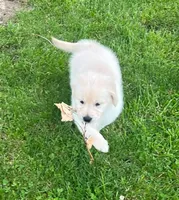 Tessa x Bear Pink Collar, a female Golden Retriever for sale in Altamont, IL – 2 of 10