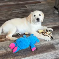Tessa x Bear (Pink), a female English Cream Golden Retriever for sale in Altamont, IL – 9 of 10