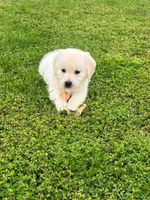 Tessa x Bear Purple Collar, a female Golden Retriever for sale in Altamont, IL – 7 of 10