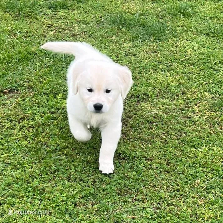 Tessa x Bear Orange Collar – Golden Retriever puppy for sale in Altamont, IL
