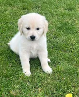 Tessa x Bear Yellow Collar, a female Golden Retriever for sale in Altamont, IL – 6 of 10