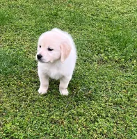 Tessa x Bear Yellow Collar, a female Golden Retriever for sale in Altamont, IL – 8 of 10