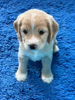 Gray Collar , a male Golden Cocker Retriever for sale in Altamont, IL – 6 of 10