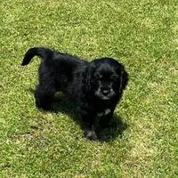 Black with tan and white, a male Golden Cocker Retriever for sale in Altamont, IL – 3 of 10
