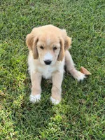 Gray Collar , a male Golden Cocker Retriever for sale in Altamont, IL – 4 of 10