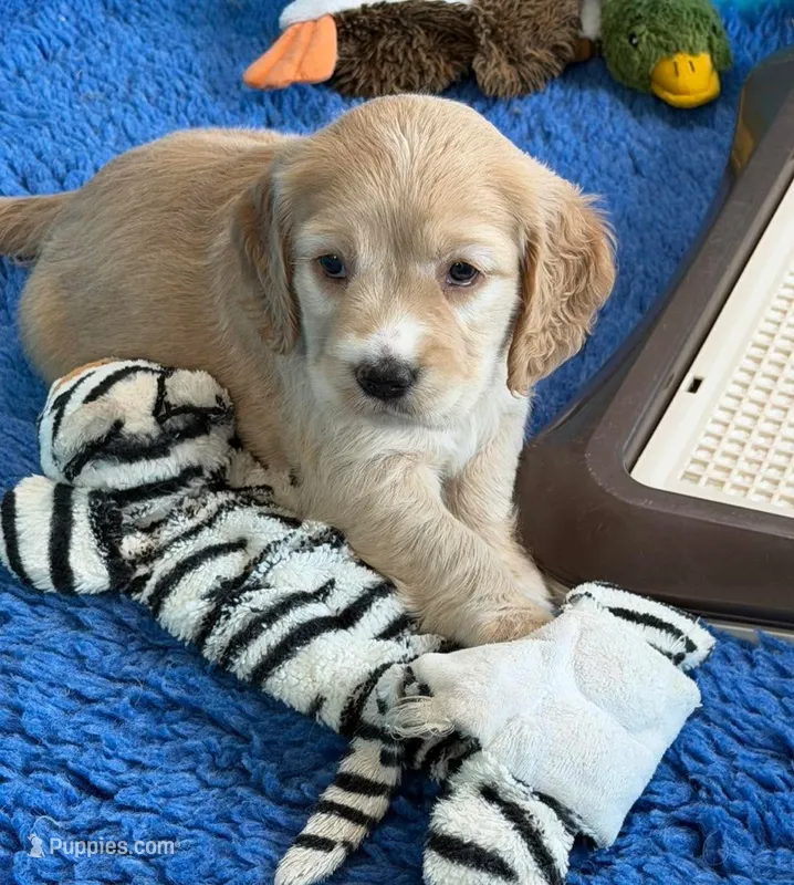 Yellow Collar – Golden Cocker Retriever puppy for sale in Altamont, IL