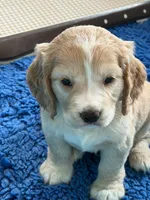 Blue Collar , a male Golden Cocker Retriever for sale in Altamont, IL – 5 of 10