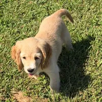 Yellow Collar, a female Golden Cocker Retriever for sale in Altamont, IL – 8 of 10